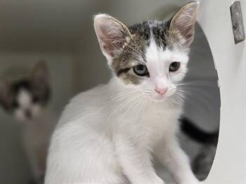 DONNY -  Domestic Short Hair Cat for Adoption in Salinas, California - DONNY | PetCurious