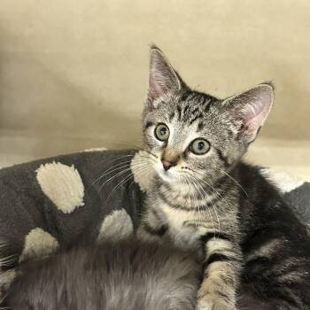 Raja 2026 -  Domestic Short Hair Cat for Adoption in East Lansing, Michigan - Raja 2026 | PetCurious