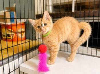 KITTEN FLOKI -  Domestic Long Hair Cat for Adoption in Franklin, Tennessee - KITTEN FLOKI | PetCurious