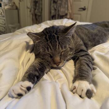 Rescue Domestic Short Hair Cats for Adoption in San Diego, California - Stretch | PetCurious