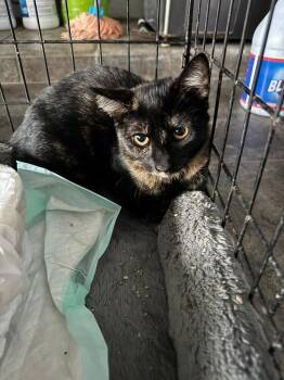 Rescue Domestic Short Hair Cats for Adoption in Naranjito, Naranjito - Kiara | PetCurious