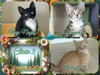 Clinic 3 -  Domestic Short Hair Cat for Adoption in Corinth, New York - Clinic 3 | PetCurious