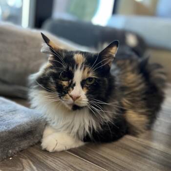 Domestic Long Hair Cats Available for Adoption in Las Vegas, Nevada - Bella | PetCurious