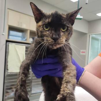 Domestic Short Hair Cats Available for Adoption in Westminster, California - Weeble | PetCurious