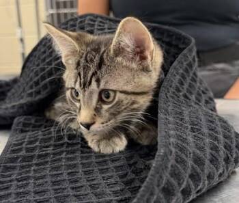 COBB -  Domestic Short Hair Cat for Adoption in Hamilton Township, New Jersey - COBB | PetCurious
