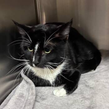Domestic Short Hair Cats Available for Adoption in Los Angeles, California - Andy | PetCurious