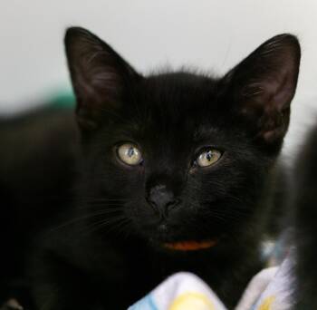 Birmingham Sam -  Domestic Short Hair Cat for Adoption in Pontiac, Michigan - Birmingham Sam | PetCurious