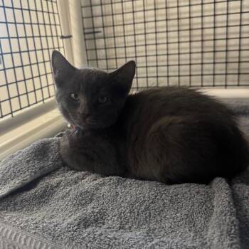 Lincoln -  Domestic Short Hair Cat for Adoption in Buellton, California - Lincoln | PetCurious