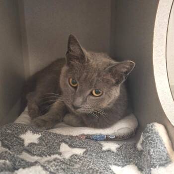 Carrie -  Domestic Short Hair Cat for Adoption in Lakewood, California - Carrie | PetCurious