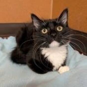 Walrus -  Domestic Medium Hair Cat for Adoption in Rochester, Minnesota - Walrus | PetCurious