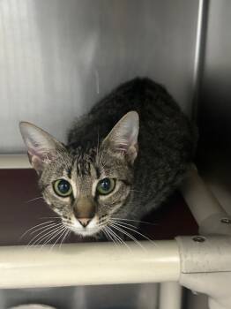 Rescue Domestic Short Hair Cats for Adoption in Denham Springs, Louisiana - Marnie | PetCurious