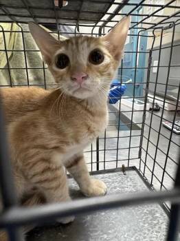 NECTARINE -  Domestic Short Hair Cat for Adoption in Las Vegas, Nevada - NECTARINE | PetCurious