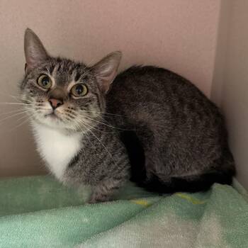 Joji -  Domestic Short Hair Cat for Adoption in Kearney, Nebraska - Joji | PetCurious
