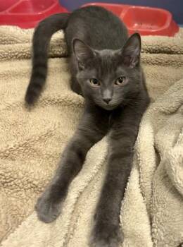 PHOEBE -  Domestic Short Hair Cat for Adoption in Kalamazoo, Michigan - PHOEBE | PetCurious