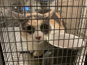 CALLY -  Domestic Short Hair Cat for Adoption in Ontario, California - CALLY | PetCurious
