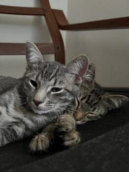 Chip (and Veronica) -  Domestic Short Hair Cat for Adoption in New York, New York - Chip (and Veronica) | PetCurious