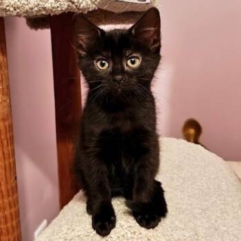 Mojo Jojo -  Domestic Short Hair Cat for Adoption in Hudsonville, Michigan - Mojo Jojo | PetCurious
