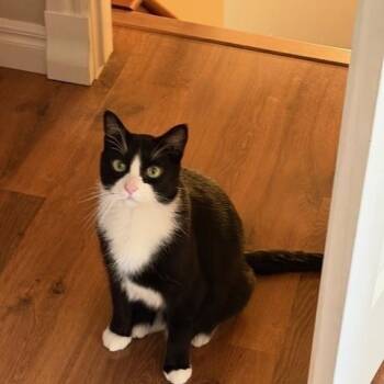 Rescue Domestic Short Hair Cats for Adoption in Calgary, Alberta - Axle | PetCurious