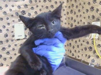 COMET -  Domestic Short Hair Cat for Adoption in Sacramento, California - COMET | PetCurious