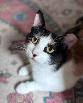 Rescue Calico and Domestic Short Hair Cats for Adoption in Richardson, Texas - Love Bug | PetCurious