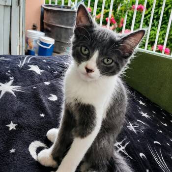 Libby -  Domestic Short Hair Cat for Adoption in Tucson, Arizona - Libby | PetCurious