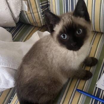 Domestic Short Hair and Siamese Cats Available for Adoption - Sakora | PetCurious