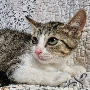 Aria -  Domestic Short Hair Cat for Adoption in NEW PT RICHEY, Florida - Aria | PetCurious