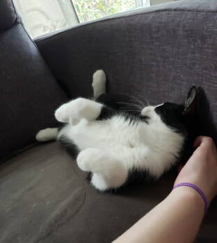 Rescue Domestic Short Hair Cats for Adoption in Walled Lake, Michigan - Vagabond | PetCurious