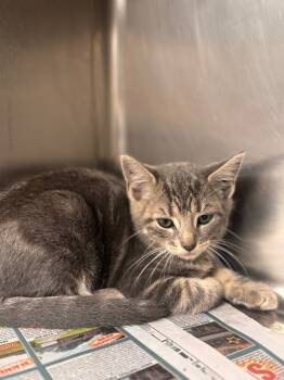 Rescue Domestic Short Hair Cats for Adoption in Hopkinsville, Kentucky - Buttercup | PetCurious