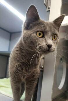 Domestic Short Hair Cats Available for Adoption in Canon City, Colorado - Miley | PetCurious