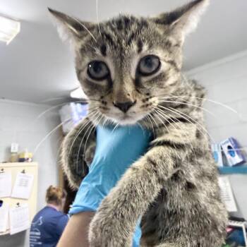Egypt -  Domestic Short Hair Cat for Adoption in Summerville, South Carolina - Egypt | PetCurious
