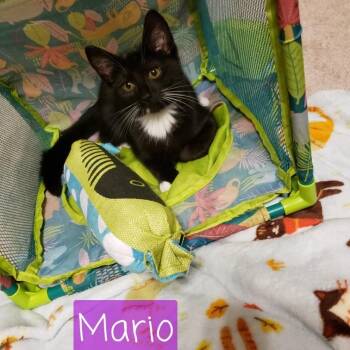 Mario -  Domestic Short Hair Cat Available for Adoption in Carmel, Indiana - Mario | PetCurious