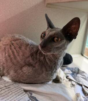 Cornish Rex and Domestic Short Hair Cats Available for Adoption in New Orleans, Louisiana - Remus | PetCurious