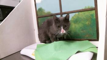 ZERO -  Domestic Short Hair Cat for Adoption in Houston, Texas - ZERO | PetCurious