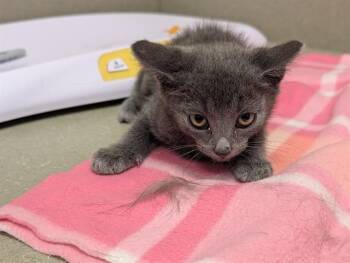 A551678 -  Domestic Short Hair Cat for Adoption in Moreno Valley, California - A551678 | PetCurious