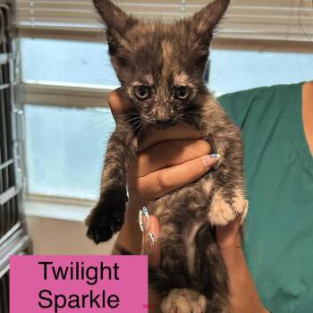 Twilight Sparkle -  Domestic Short Hair Cat Available for Adoption in Tampa, Florida - Twilight Sparkle | PetCurious