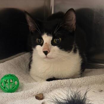 Domestic Short Hair Cats Available for Adoption - Sidney | PetCurious