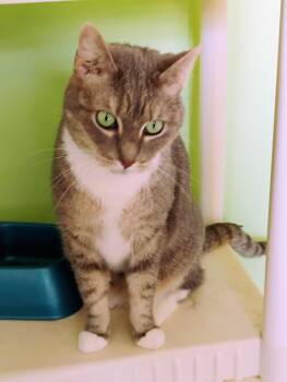 Rescue Domestic Short Hair and Tabby Cats for Adoption in Andover, Kansas - GREY STAR | PetCurious