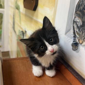 Sprinkles -  Domestic Medium Hair Cat for Adoption - Sprinkles | PetCurious
