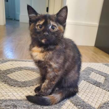 Karma Griffin -  Domestic Short Hair Cat for Adoption in Eagle Mountain, Utah - Karma Griffin | PetCurious