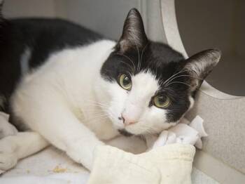 Domestic Short Hair Cats Available for Adoption in Phoenix, Arizona - SILVESTRE | PetCurious