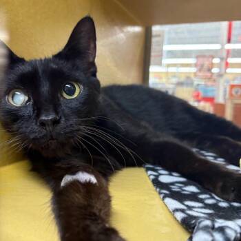 Blackley -  Domestic Short Hair Cat for Adoption in Buffalo, New York - Blackley | PetCurious