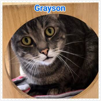 Grayson -  Domestic Short Hair Cat for Adoption in North Saint Paul, Minnesota - Grayson | PetCurious