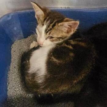 Sahara -  Domestic Short Hair Cat for Adoption in Starkville, Mississippi - Sahara | PetCurious