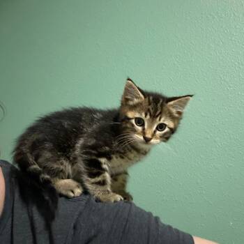 Berlioz -  Domestic Short Hair and American Shorthair Cat for Adoption in Columbia, Missouri - Berlioz | PetCurious