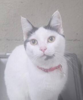 Nazreen -  Turkish Van and Domestic Short Hair Cat for Adoption in Las Cruces, New Mexico - Nazreen | PetCurious