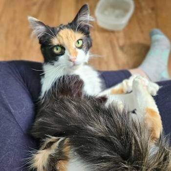 Domestic Medium Hair Cats Available for Adoption - Camo | PetCurious