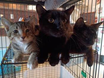Faith- black -  Domestic Short Hair Cat for Adoption in Liberty, New York - Faith- Black | PetCurious