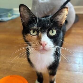 Muppet -  Domestic Short Hair Cat for Adoption in Gibsonia, Pennsylvania - Muppet | PetCurious