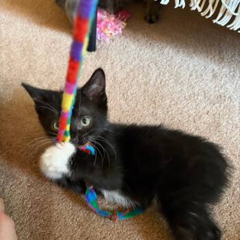 Radish -  Domestic Short Hair Cat for Adoption in Wheeling, Illinois - Radish | PetCurious